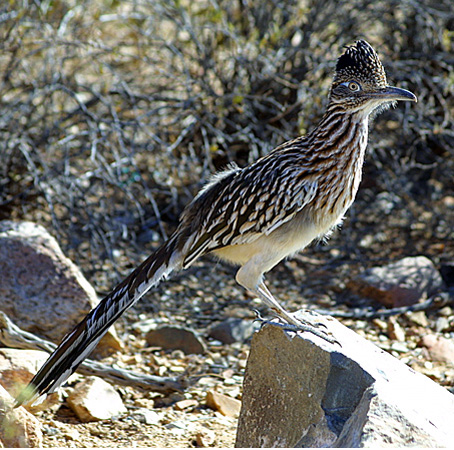 Road Runner, Photo by Don Knight